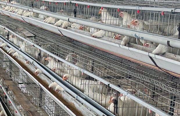 White hens at the feed line