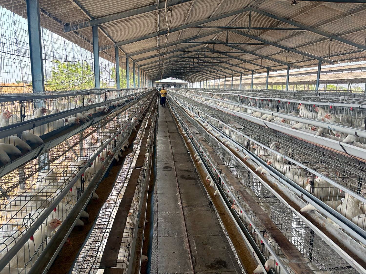 Inside our layer shed at Neknoor, Beed