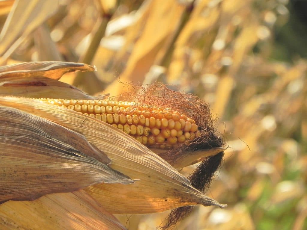 Maize cobs in the field