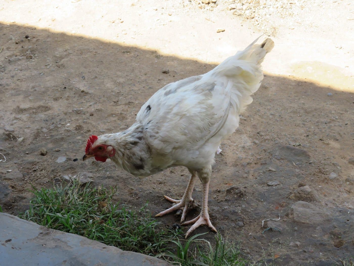 White hen