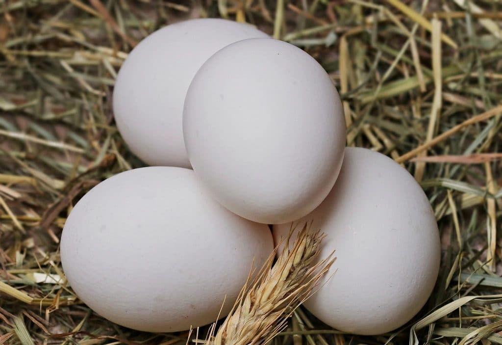 Fresh white eggs