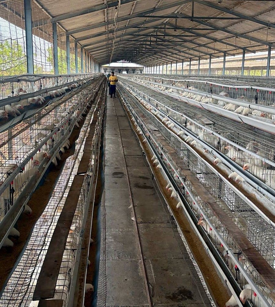 Inside our layer shed at Neknoor