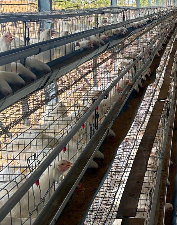White laying hens in our shed at Neknoor